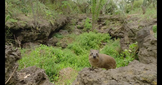 Low wide angle of Rock Hyrax ( Procavia capensis) jumping on rocky terrain with green vegetation at midday in Kenya