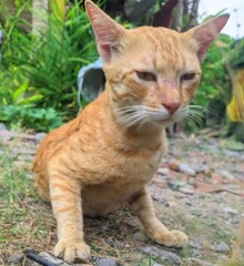 A ginger cat with alert ears and a calm, serious gaze sits on a grassy patch, surrounded by lush greenery and scattered stones in a natural outdoor setting.