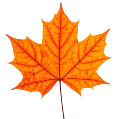 Fototapeta premium Autumn Maple Leaf, isolated on transparent background 