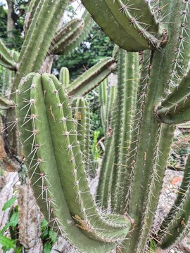 Polaskia chichipe cactus in close up