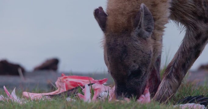 Close-up of spotted hyena (Crocuta crocuta) head eating remains of flamingo on green grass by waterbody in morning in Kenya