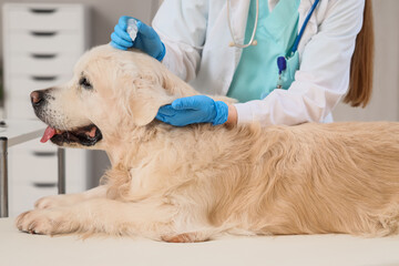 Veterinarian with anti-parasitic drops and dog in clinic