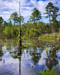 Obraz premium Scenic swamp area located near a park in Gulf Shores