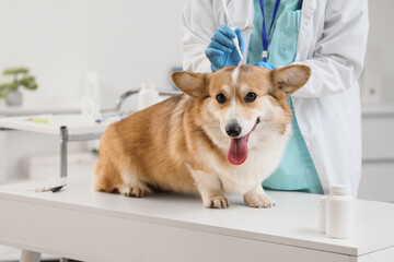 Doctor applying spot-on flea medication on hair of dog in clinic