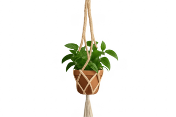 Hanging terracotta pot with plant on transparent background