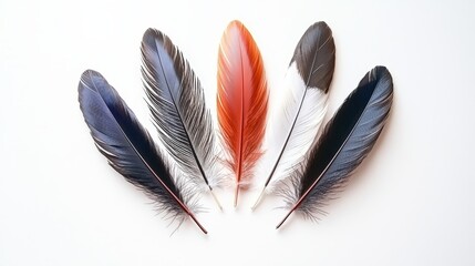 A symmetrical arrangement of feathers in a fan shape, with a clean background.