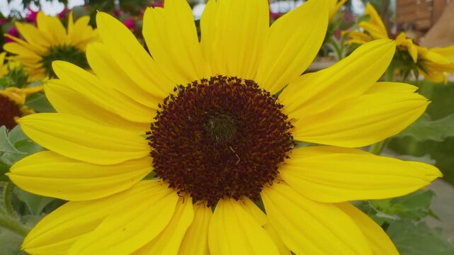Bumblebee on bright yellow dwarf sunflower or daisy-like flower collecting nectar then flying away &ndash; macro close-up in summer garden