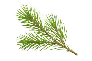 Green pine branch with transparent background for easy integration