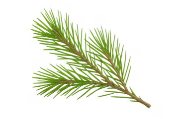 Green pine branch with transparent background for easy integration