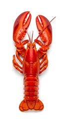 A vibrant red lobster, centered against a white background, showcasing its claws and body.