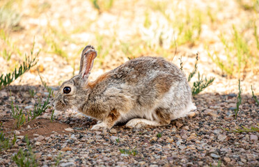Wild rabbit grazing in Wyoming park