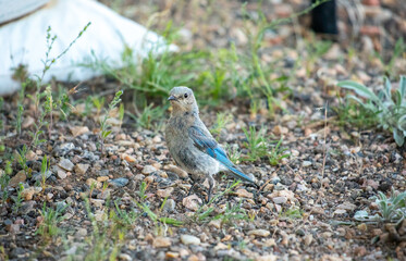 Cute mountain blue bird in Wyoming garden