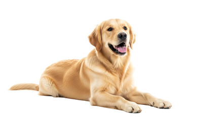happy golden retriever dog perfect for pet adoption websites