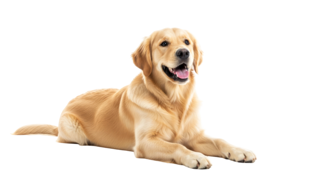 happy golden retriever dog perfect for pet adoption websites