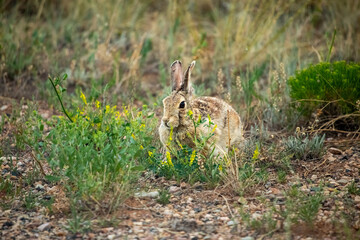 Hare in wild prairie in Wyoming full summer