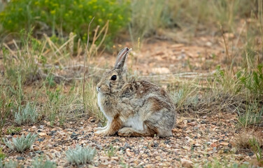 Wild rabbit frozen on prairie in Wyoming wilderness 