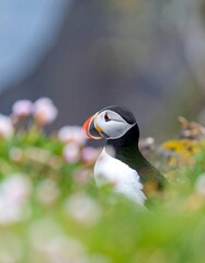 Fototapeta premium A puffin perches amidst vibrant green foliage and soft pink blossoms, its colorful beak and eye clearly visible