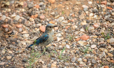 Mountain blue bird on stony prairie Wyoming
