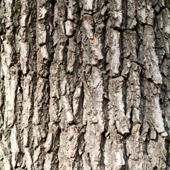 Obraz premium Tree bark texture closeup