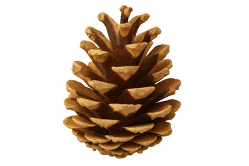 Open pine cone showing seeds on transparent background