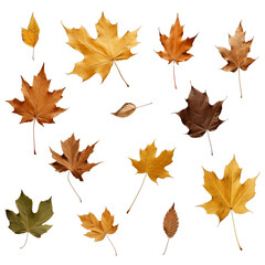 Fototapeta premium autumn leaves on a transparent background