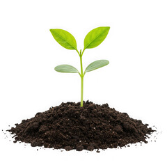 Sprout growing in soil, seedling plant isolated on transparent background
