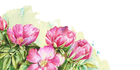 Rosehip bush with pink flowers, buds, green leaves hand drawn watercolor illustration isolated on white. Colorful floral template for garden, medical, beauty, food, holiday design of cards, packaging