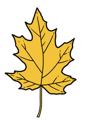 Obraz premium yellow maple leaf