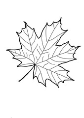 Maple Leaf Line Art