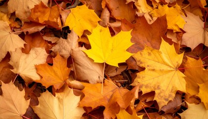 Fototapeta premium A pile of autumn leaves with some yellow leaves in the middle