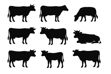 Fototapeta premium Cow silhouettes set in various poses. Farm animal vector icons for agriculture, dairy, and beef industry. Black cattle livestock collection isolated on white background.