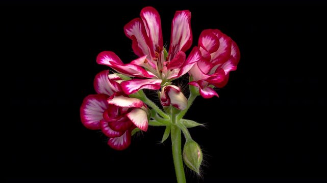Timelapse of beautiful pink flower blooming on black background. Blooming geranium flower close-up