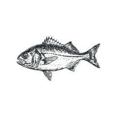 Hand Drawn Black and White Sketch of a Sea Bass