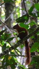 Chestnut-colored squirrel perched on a tree branch amidst lush green foliage