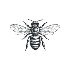 Obraz premium Detailed Sketch of a Honey Bee with Intricate Wings and Body