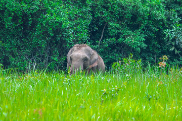 Title: Elephants are large mammals and are the largest land animals. Wild elephants eat plants. They are big, have a small head, big legs, and have a trunk that reaches to the ground. That trunk is th