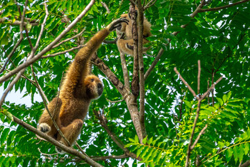 White-handed gibbon or Gibbons on trees, gibbon hanging from the tree branch. Animal in the wild, KhaoYai National Park, Thailand.