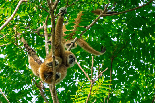 White-handed gibbon or Gibbons on trees, gibbon hanging from the tree branch. Animal in the wild, KhaoYai National Park, Thailand.