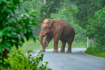 Fototapeta premium Elephants are large mammals and are the largest land animals. Wild elephants eat plants. They are big, have a small head, big legs, and have a trunk that reaches to the ground. That trunk is the nose.