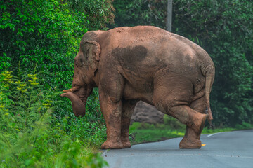 Fototapeta premium Elephants are large mammals and are the largest land animals. Wild elephants eat plants. They are big, have a small head, big legs, and have a trunk that reaches to the ground. That trunk is the nose.