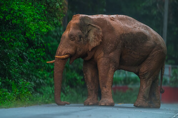 Elephants are large mammals and are the largest land animals. Wild elephants eat plants. They are big, have a small head, big legs, and have a trunk that reaches to the ground. That trunk is the nose.