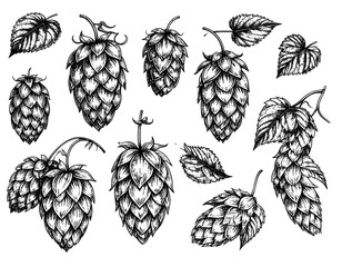 Detailed hand-drawn hop collection