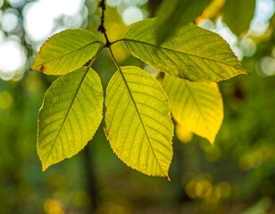 Backlit leaves exhibiting autumnal hues, showcasing intricate vein patterns against a blurred background