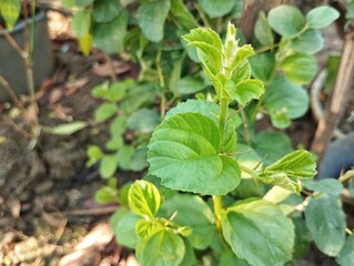 Jujube plant (Ziziphus mauritiana) in garden, close up view	