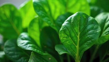 Fresh, vibrant spinach leaves, lush green and ready to eat Perfect for salads, smoothies, or side dishes Close-up shot highlighting texture and color , green, raw, salad ingredient