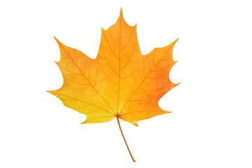Obraz premium Vibrant yellow maple leaf falling on transparent background