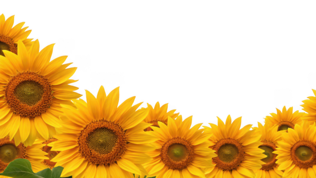 Photo of sunflowers isolated on transparent background