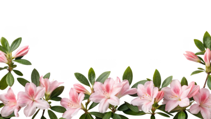 pink azalea flowers isolated on transparent background
