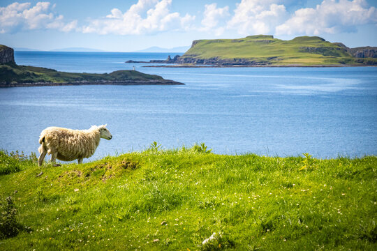 grazing sheep, loch harport, isle of skye, skye, hebrides, highlands, scotland, uk - Powered by Adobe
