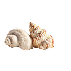 Seashells, ocean, beach, close-up, background blur, nature, summer, vacation, decor